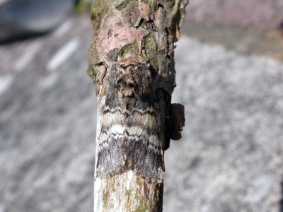 lunar marbled brown (Drymonia ruficornis) Kenneth Noble